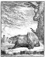 ANI042A.JPG