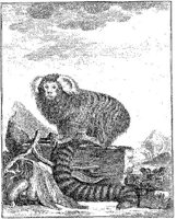 ANI022A.JPG