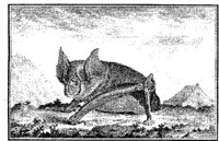 ANI017A.JPG