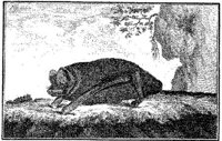 ANI015A.JPG