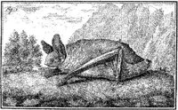 ANI013B.JPG