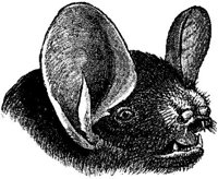 AMB095F.JPG
