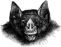 AMB095B.JPG