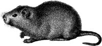 AMB089B.JPG