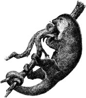 AMB086A.JPG