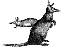 AMB085E.JPG