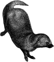 AMB010G.JPG