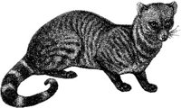 AMB010E.JPG