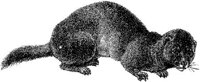 AMB009D.JPG