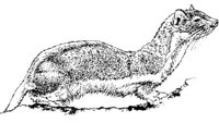 AIL029A.JPG