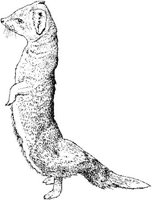 AIL025B.JPG