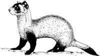 AIL015E.JPG