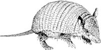 AIL013C.JPG
