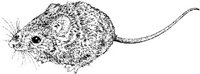 AIL012C.JPG