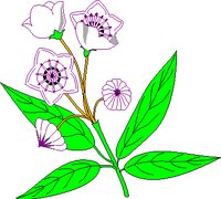 MLAUREL.WMF