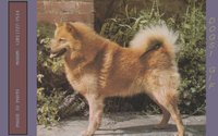DOGS1.GIF