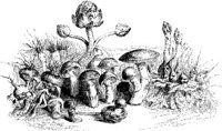 FIG026A.JPG