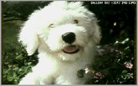 DOGS11.GIF