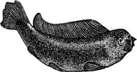 FMI151D.JPG