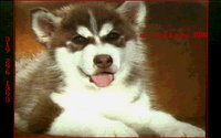 DOGS12.GIF