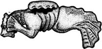 FMI032B.JPG