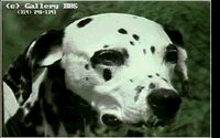 DOGS14.GIF