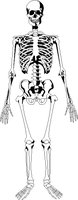 BONES.WMF