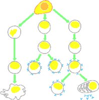 CELLDIV.WMF