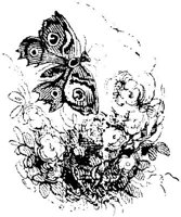 VSI086G.JPG