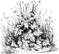 VSI085C.JPG