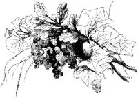 VSI084B.JPG
