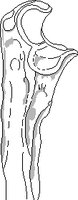 FEMUR.WMF
