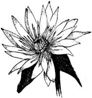 SIT087G.JPG