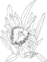 ORW040A.JPG