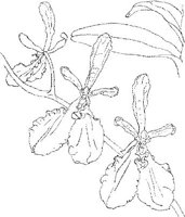 ORW039A.JPG