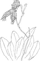ORW037A.JPG