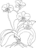 ORW036A.JPG