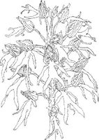 ORW034A.JPG