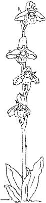 ORW033C.JPG