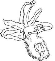 ORW033A.JPG