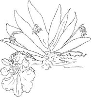 ORW032A.JPG