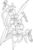 ORW030A.JPG