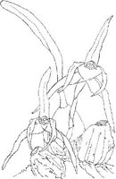 ORW029A.JPG