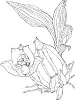 ORW026A.JPG