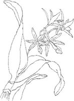 ORW025A.JPG