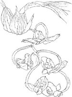 ORW022A.JPG