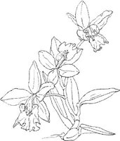 ORW021A.JPG