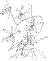 ORW019A.JPG