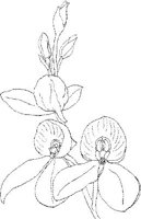 ORW018A.JPG