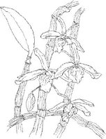 ORW017A.JPG